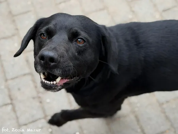 Pies do adopcji, Bydgoszcz, 31 marca 2026 (4/5)