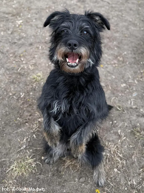 Pies do adopcji, Bydgoszcz, 31 marca 2026 (4/5)