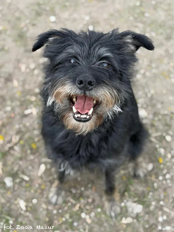 Pies do adopcji, Bydgoszcz, 31 marca 2026 (5/5)