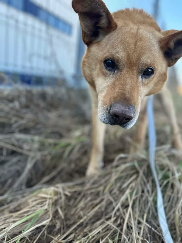 Pies do adopcji, Żywiec, 31 marca 2026 (3/5)