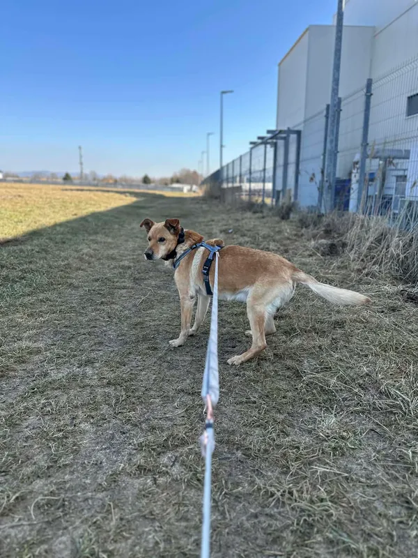 Pies do adopcji, Żywiec, 31 marca 2026 (4/5)