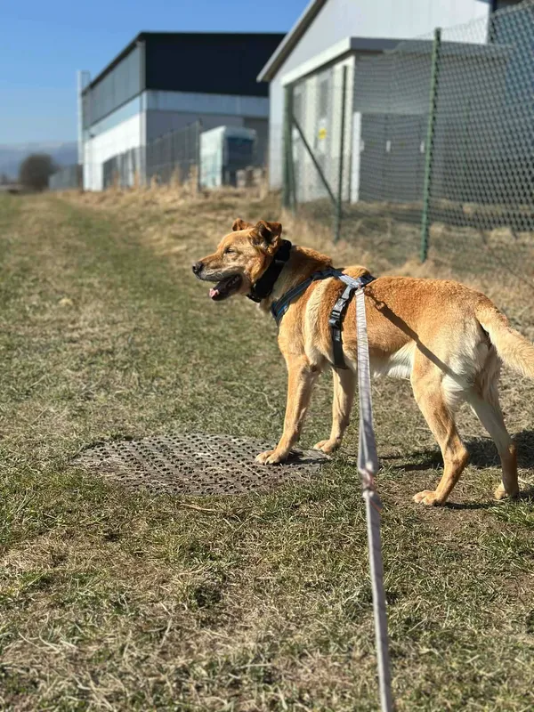 Pies do adopcji, Żywiec, 31 marca 2026 (5/5)