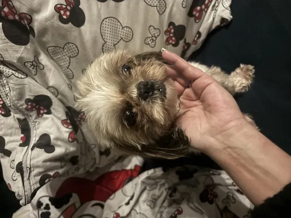 Znaleziono psa, Łódź, 31 marca 2026