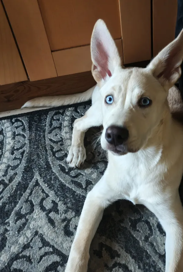 Znaleziono psa, Łódź, 31 marca 2026