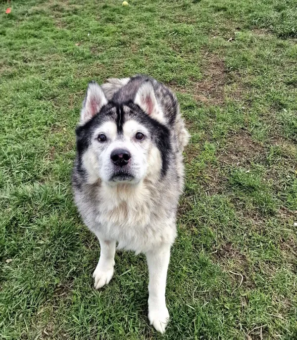 Znaleziono psa, Wrocław, 24 marca 2026