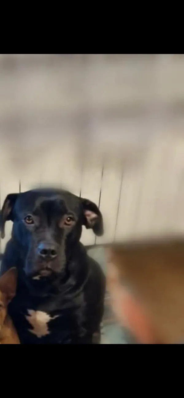 Zaginął pies, Bronowo-Zalesie, 1 kwietnia 2026