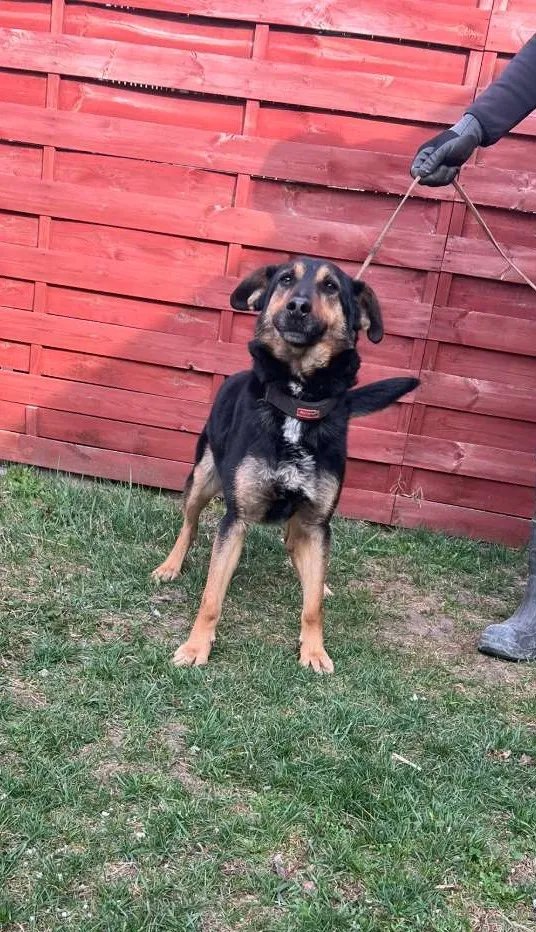 Znaleziono psa, Czartki, 1 kwietnia 2026