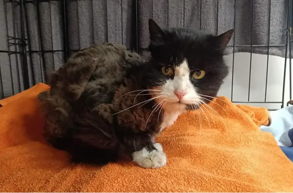 Znaleziono kota, Toruń, 30 marca 2026