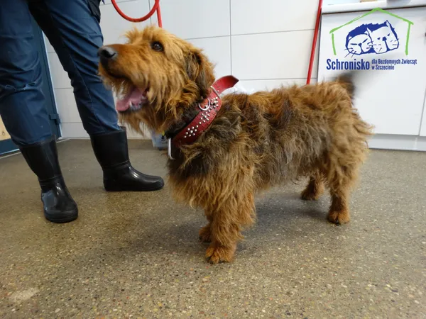 Znaleziono psa, Szczecin, 1 kwietnia 2026 (2/2)