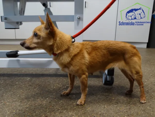 Znaleziono psa, Szczecin, 31 marca 2026