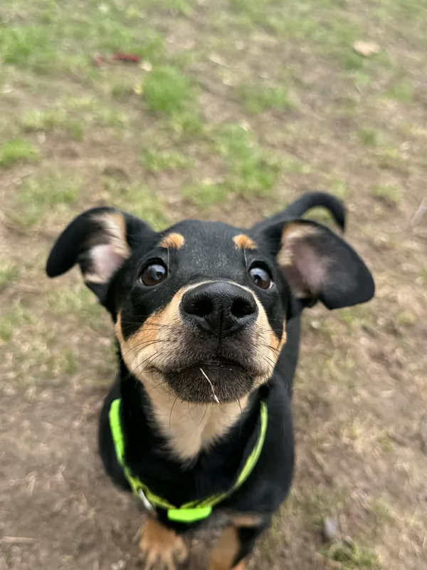 Pies do adopcji, Bydgoszcz, 1 kwietnia 2026 (1/5)