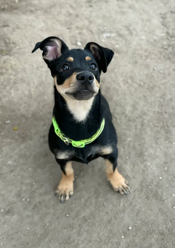 Pies do adopcji, Bydgoszcz, 1 kwietnia 2026 (3/5)