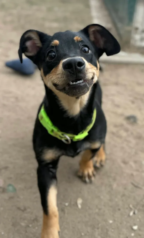 Pies do adopcji, Bydgoszcz, 1 kwietnia 2026 (4/5)