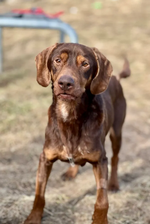 Pies do adopcji, Bydgoszcz, 1 kwietnia 2026 (1/5)