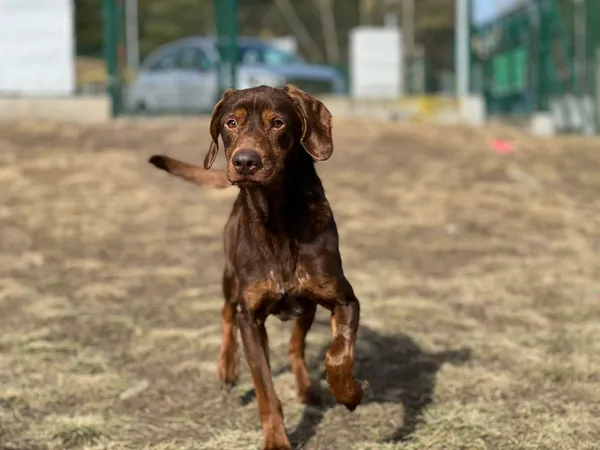 Pies do adopcji, Bydgoszcz, 1 kwietnia 2026 (2/5)