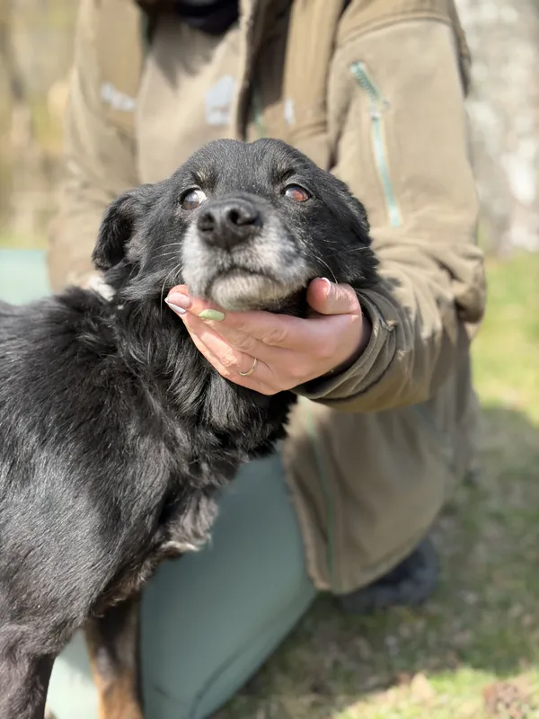 Pies do adopcji, Bełchatów, 27 lutego 2026 (3/5)