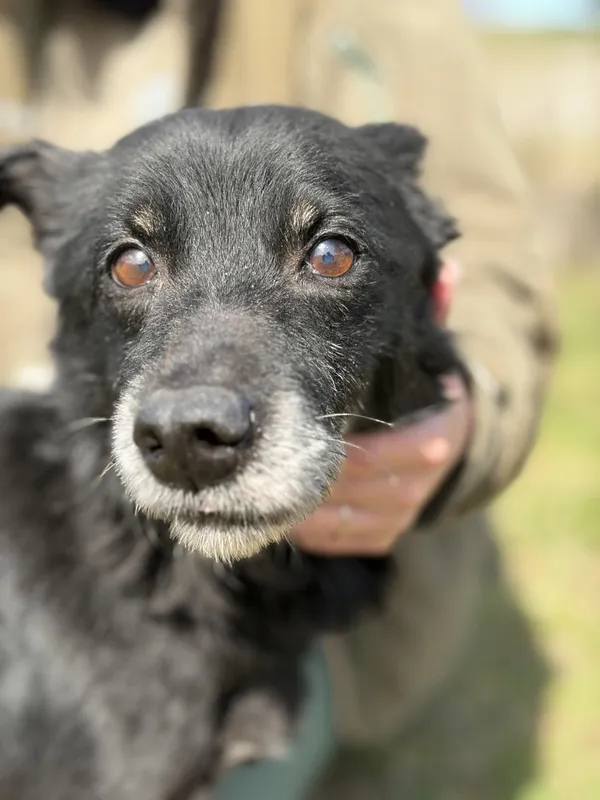 Pies do adopcji, Bełchatów, 27 lutego 2026 (4/5)