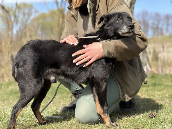 Pies do adopcji, Bełchatów, 27 lutego 2026 (5/5)