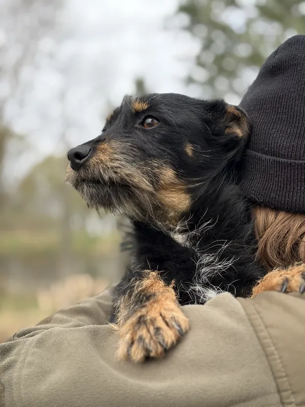 Pies do adopcji, Bełchatów, 2 marca 2026 (1/5)