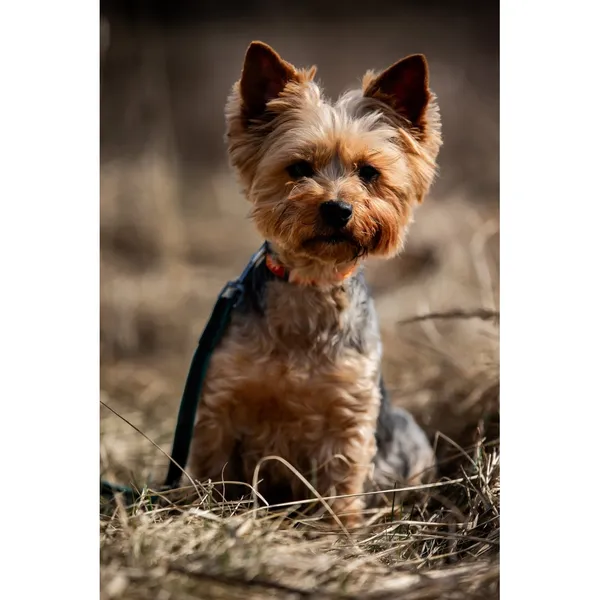 Znaleziono psa, Białystok, 6 marca 2026 (1/5)