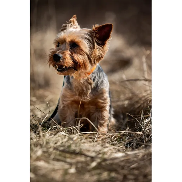 Znaleziono psa, Białystok, 6 marca 2026 (2/5)