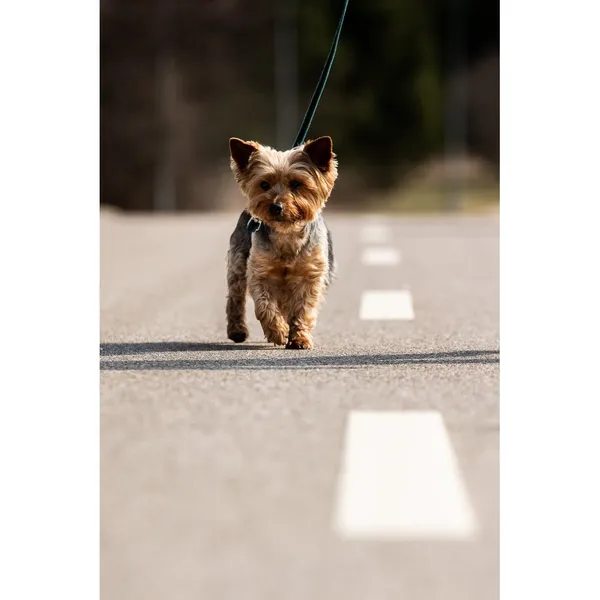 Znaleziono psa, Białystok, 6 marca 2026 (3/5)