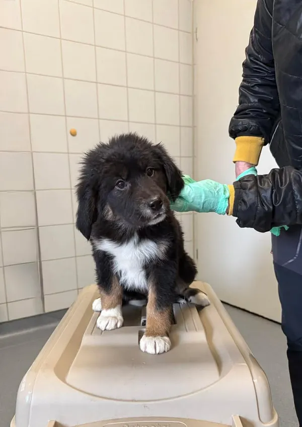 Znaleziono psa, Lublin, 1 kwietnia 2026