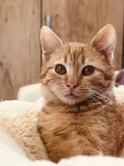 Kot do adopcji, Piła, 7 marca 2026 (1/3)