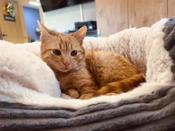 Kot do adopcji, Piła, 7 marca 2026 (3/3)