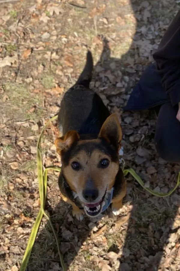 Pies do adopcji, Milanówek, 2 kwietnia 2026 (4/5)