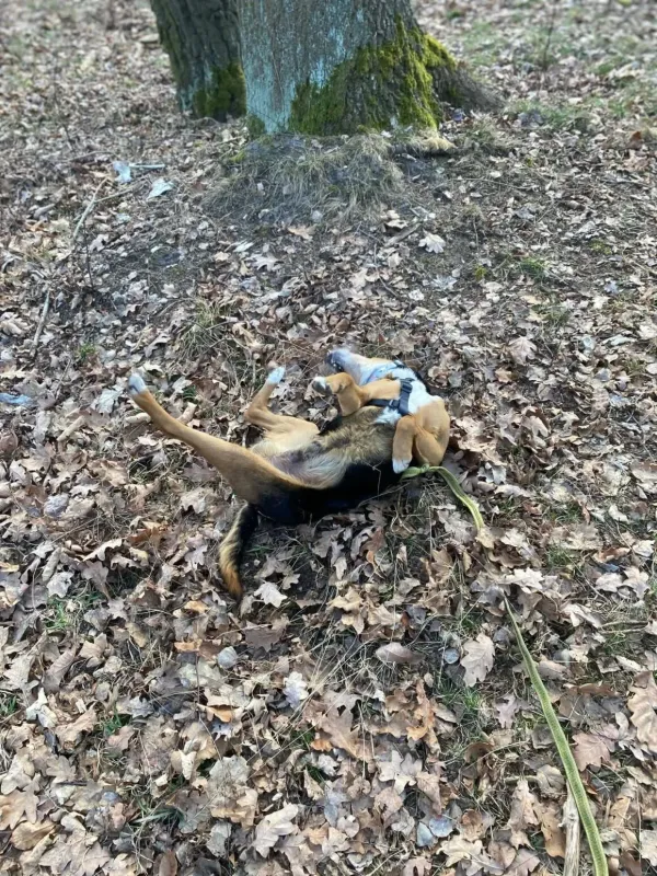 Pies do adopcji, Milanówek, 4 kwietnia 2026 (5/5)