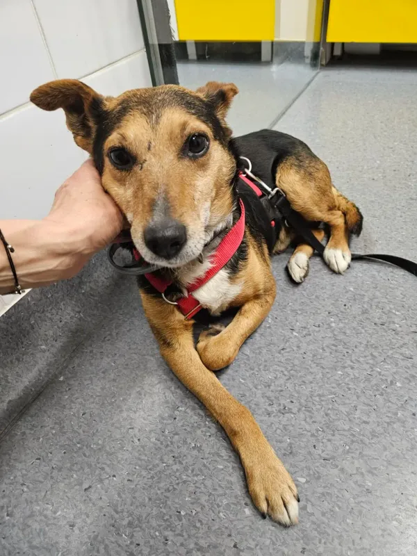 Pies do adopcji, Milanówek, 21 kwietnia 2026 (1/5)