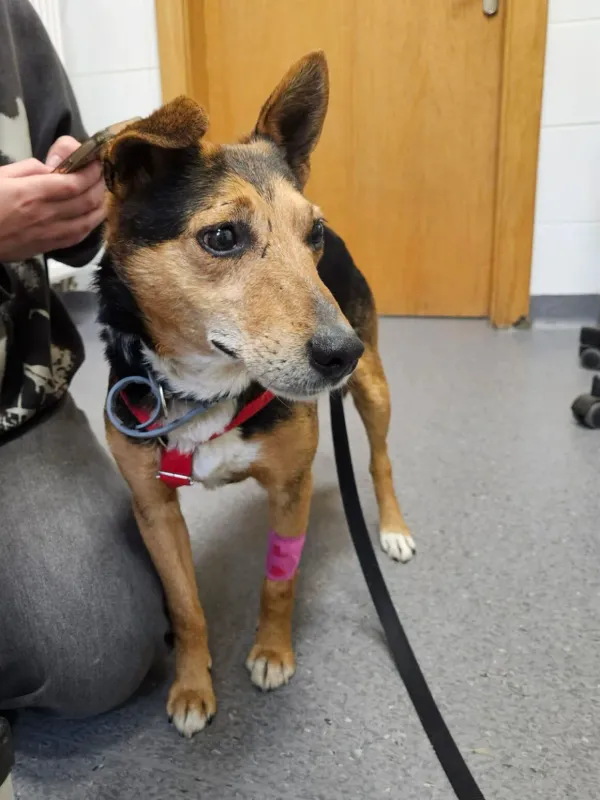 Pies do adopcji, Milanówek, 21 kwietnia 2026 (2/5)