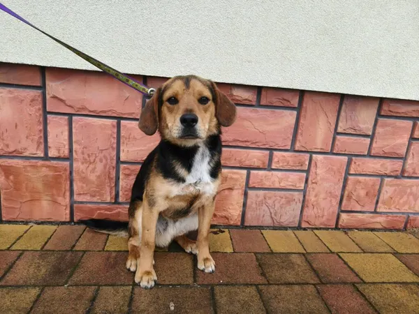 Pies do adopcji, Ropczyce, 2 kwietnia 2026