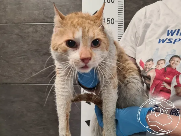Znaleziono kota, Chełmek, 1 kwietnia 2026