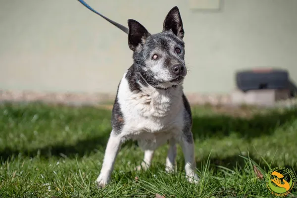 Znaleziono psa, Skałowo, 2 kwietnia 2026 (3/3)