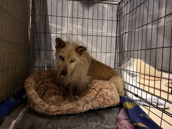 Pies do adopcji, Kraków, 18 marca 2026