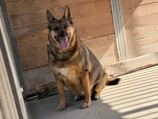 Pies do adopcji, Kraków, 19 marca 2026