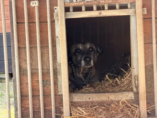 Pies do adopcji, Kraków, 19 marca 2026