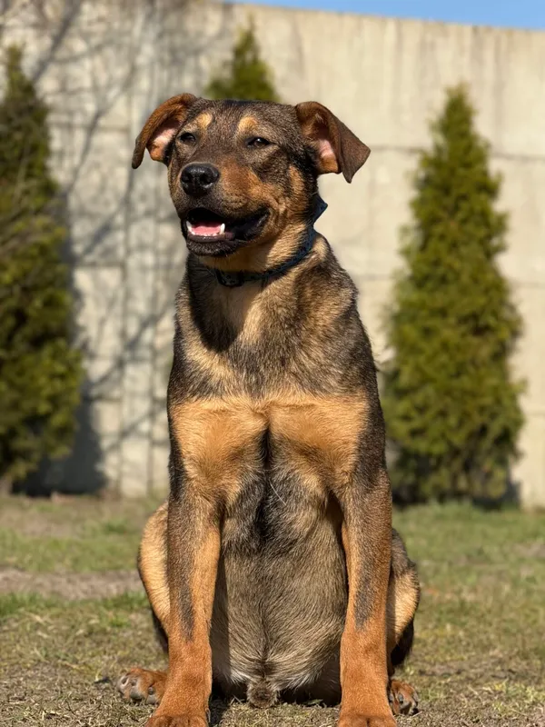 Pies do adopcji, Pieczyska, 2 kwietnia 2026 (2/5)