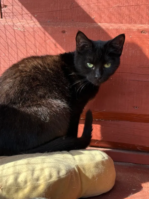 Pies do adopcji, Pieczyska, 2 kwietnia 2026 (5/5)