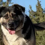 Pies do adopcji