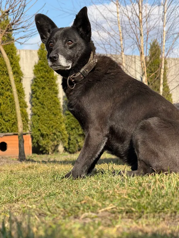 Pies do adopcji, Pieczyska, 2 kwietnia 2026 (2/3)