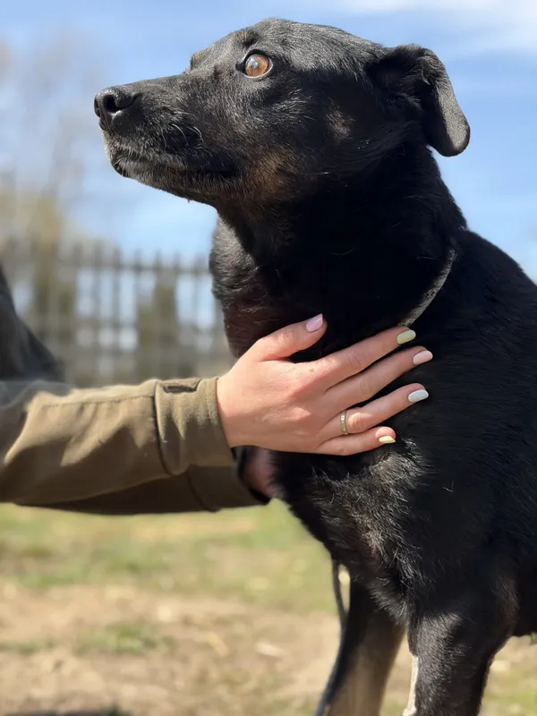 Pies do adopcji, Bełchatów, 7 marca 2026 (5/5)