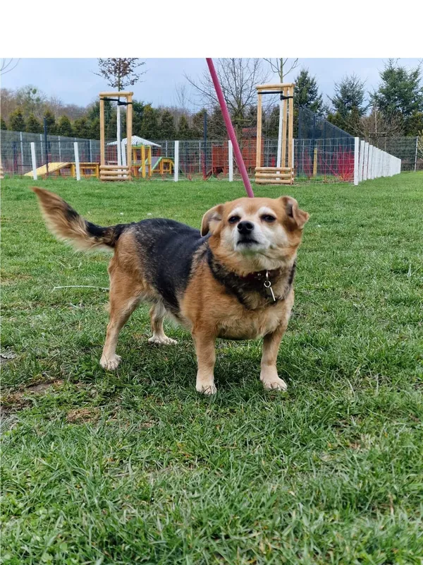 Pies do adopcji, Wrocław, 28 marca 2026