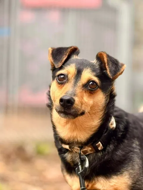 Pies do adopcji, Piła, 26 lutego 2026 (1/4)