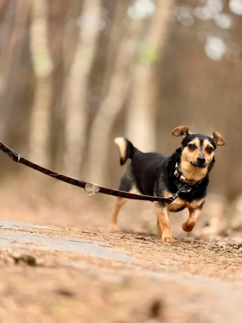 Pies do adopcji, Piła, 26 lutego 2026 (2/4)