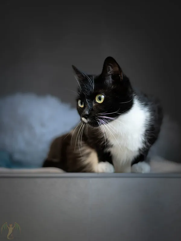 Znaleziono kota, Sosnowiec, 17 marca 2026 (3/5)