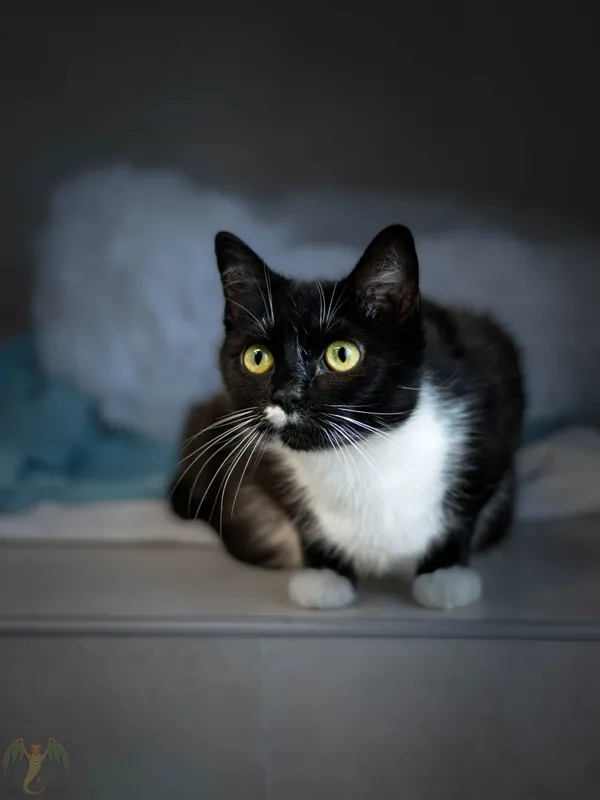 Znaleziono kota, Sosnowiec, 17 marca 2026 (4/5)