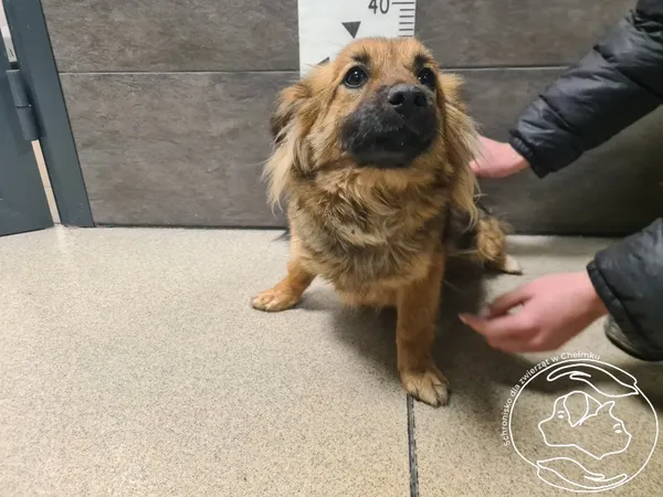 Znaleziono psa, Chełmek, 2 kwietnia 2026
